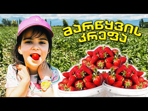 ვინ შეჭამა მეტი მარწყვი? / ოჯახური კრეფვა 🍓